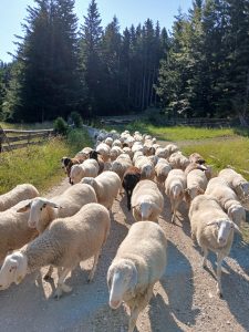 Read more about the article Uspešno prijavljen projekt promocije trajnostne reje drobnice na LAS Srce Slovenije