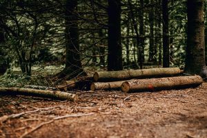 Read more about the article IRP07 Naložbe v nakup nove mehanizacije in opreme za delo v gozdu