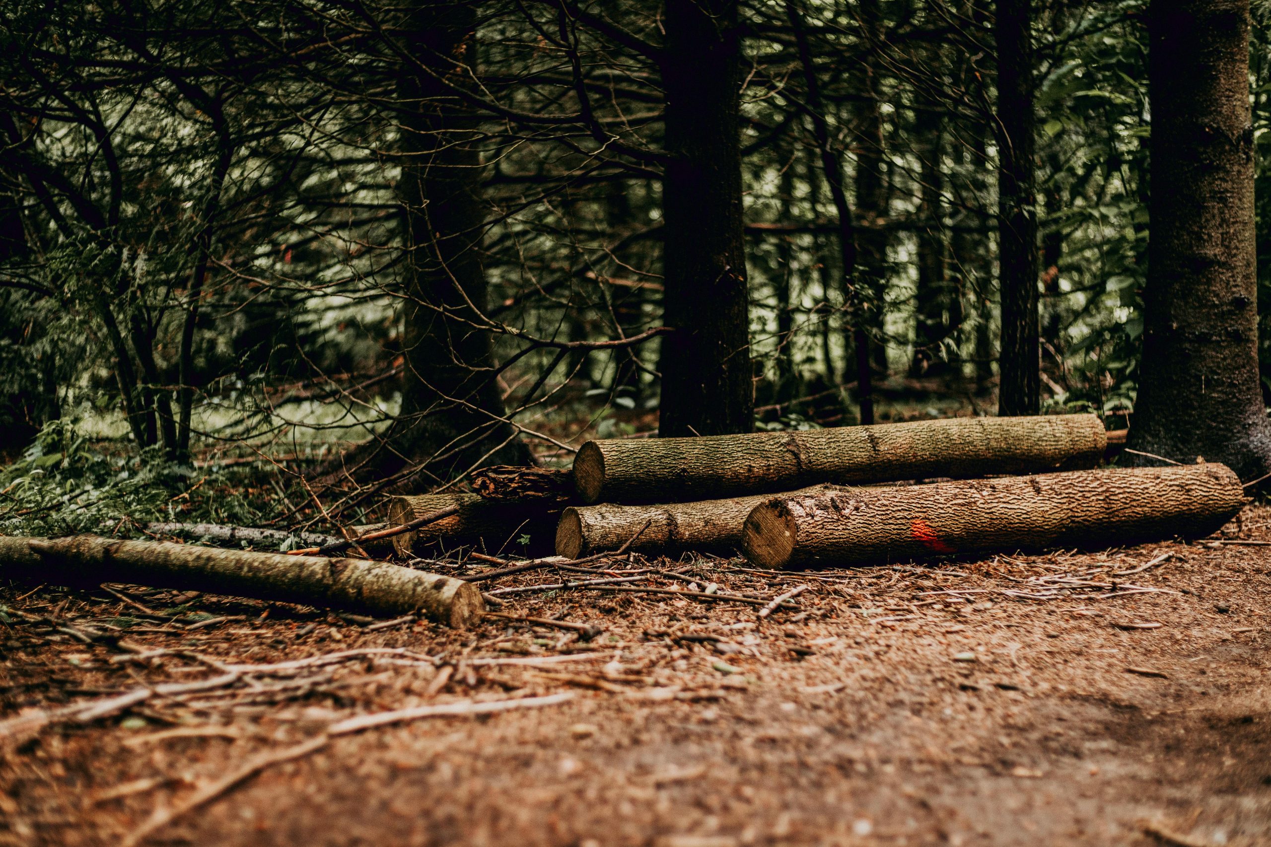 Read more about the article IRP07 Naložbe v nakup nove mehanizacije in opreme za delo v gozdu